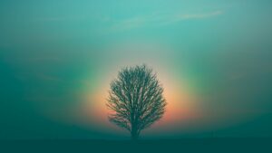 Three New Reasons to Leverage the Halo Effect in Your Local Sponsorship Efforts